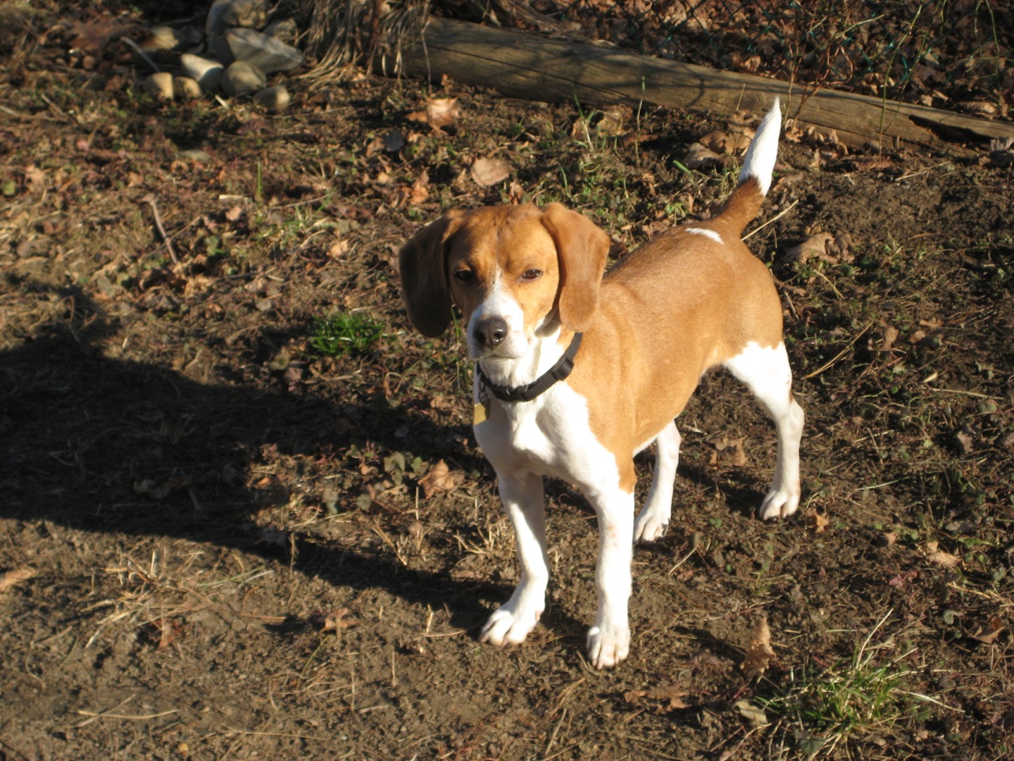 Pet-Safe Pest Control