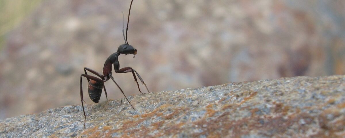 ant