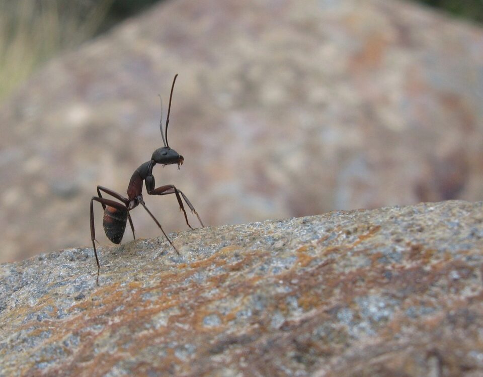 ant