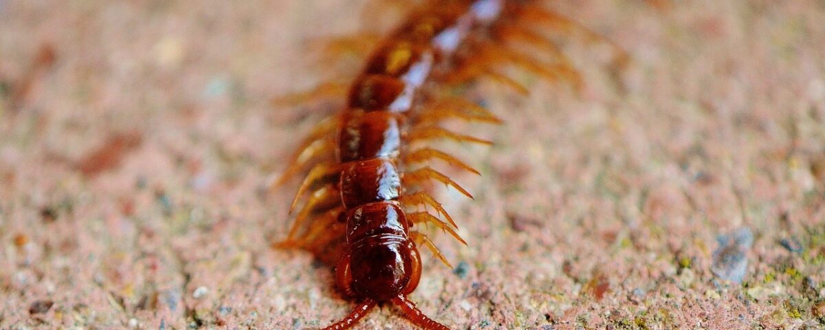 centipedes