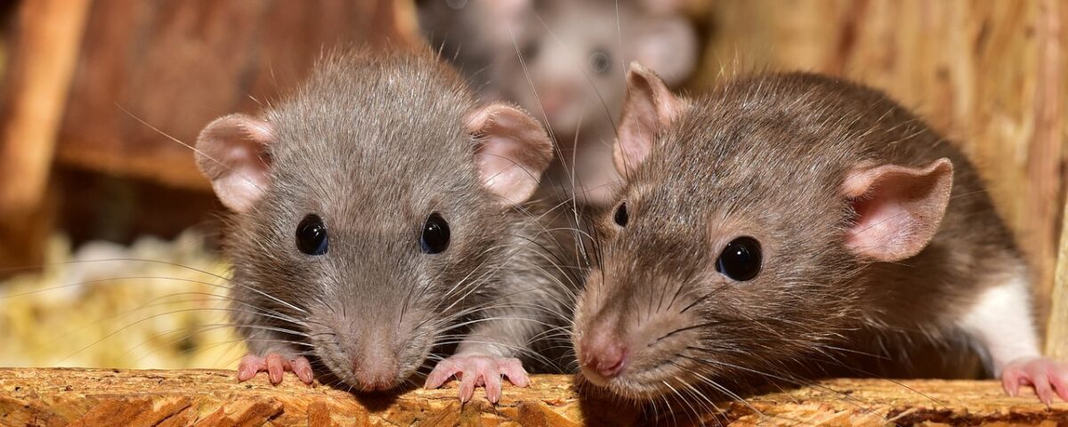 rat infestation