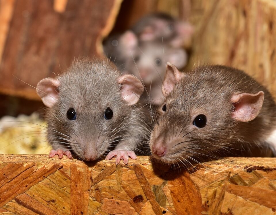 rat infestation