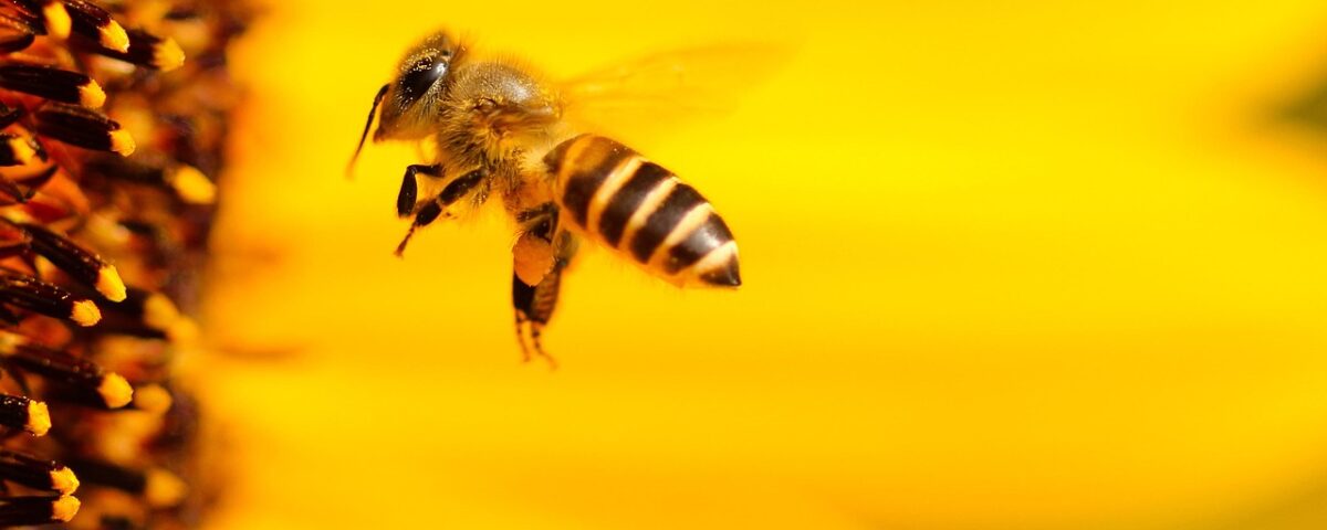 beehives