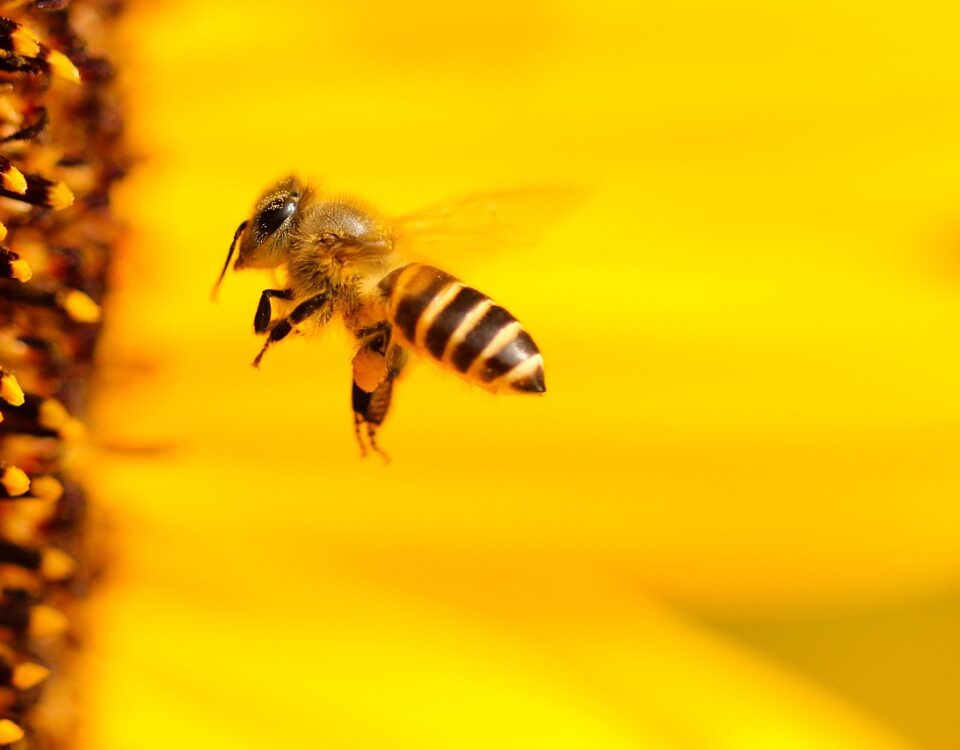 beehives