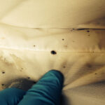 How to get rid of bedbugs